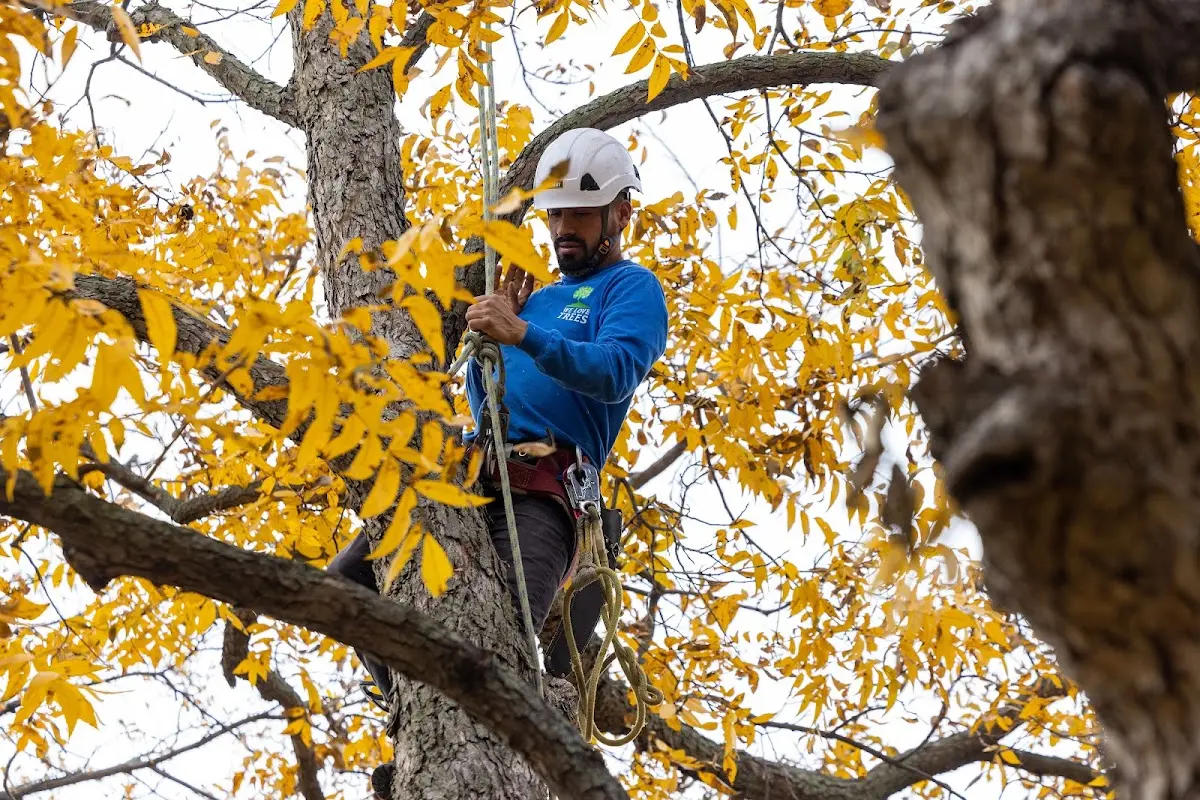 Skilled Tree Pruning crew working in Stanwood